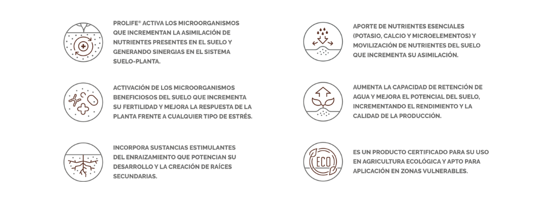 EFISOIL RENOVATION ICONOS