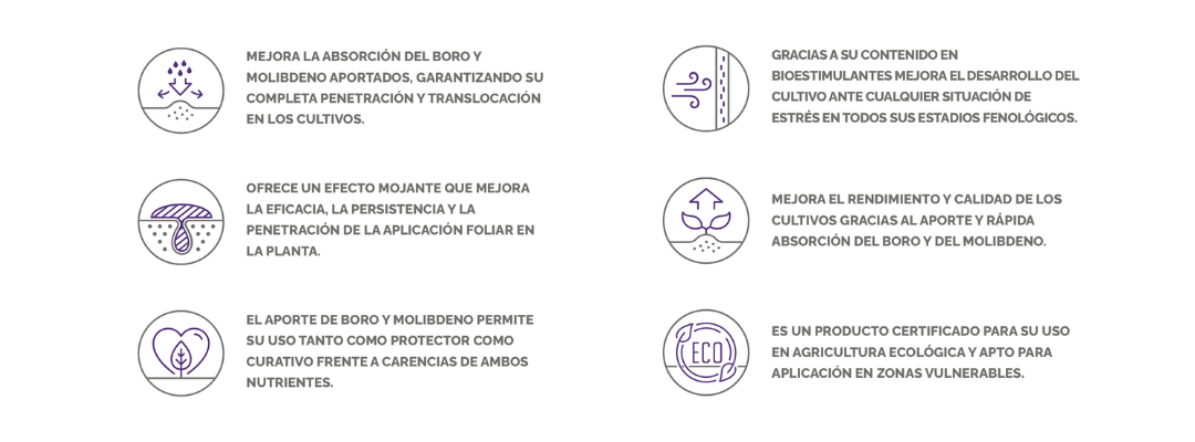 MICROQUEL BMO ICONOS