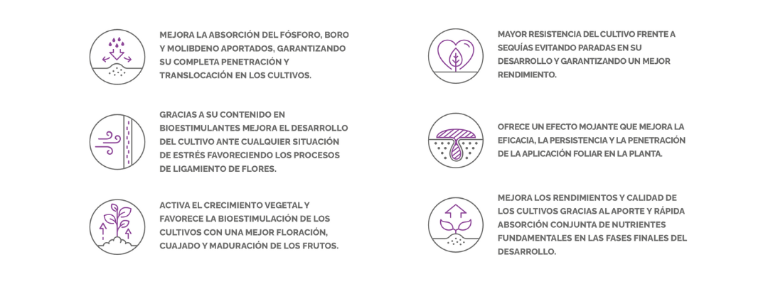 MICROQUEL AMIN CUAJEMO ICONOS